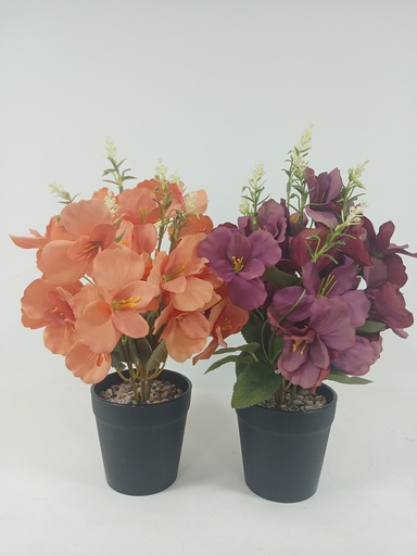 Begonias en Maceta