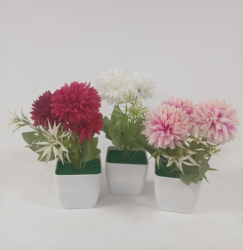 Dalia Pequeña en Maceta